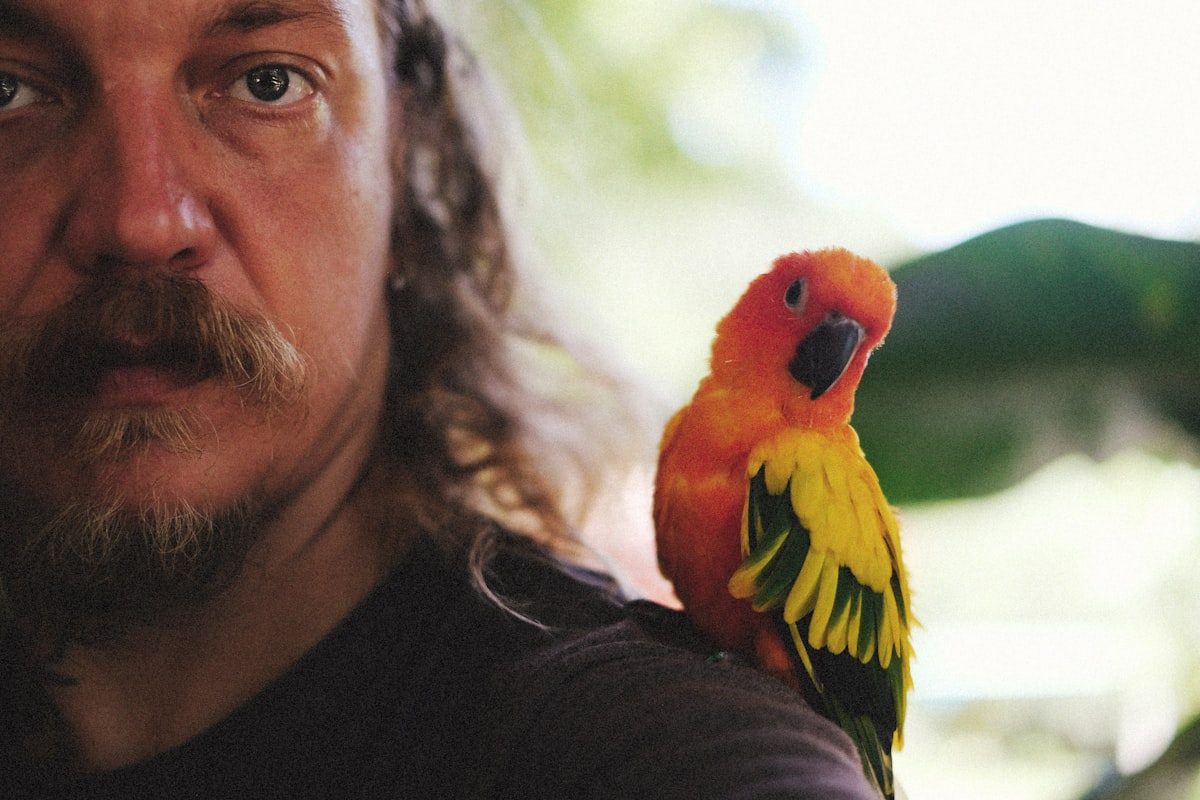 A cockatiel being gently cared for in a sunlit room in Oakville